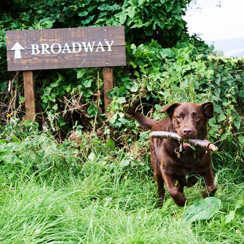 Dog at Farncombe Estate, Broadway<br /> 